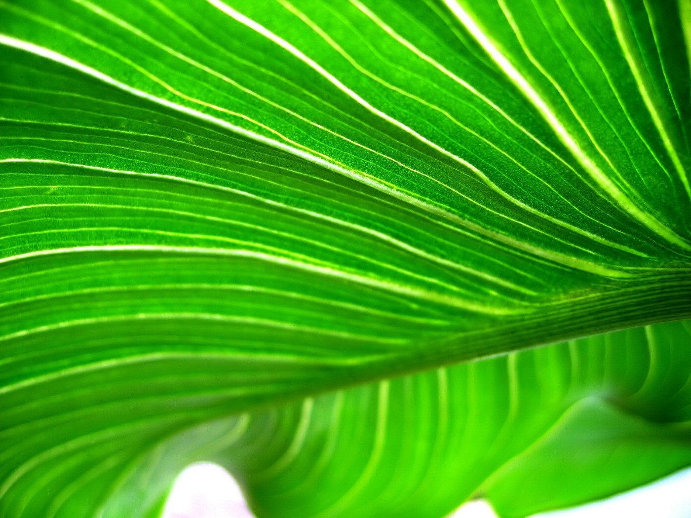 壁纸1400x1050高清晰绿色植物系列 壁纸18壁纸 高清晰绿色植物系列壁纸 高清晰绿色植物系列图片 高清晰绿色植物系列素材 动物壁纸 动物图库 动物图片素材桌面壁纸