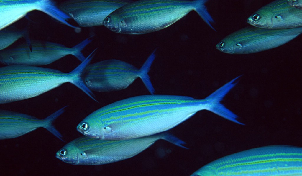 壁紙1024x600海底世界 魚群下集 壁紙13壁紙 海底世界-魚群下集壁紙 海底世界-魚群下集圖片 海底世界-魚群下集素材 動物壁紙 動物圖庫 動物圖片素材桌面壁紙