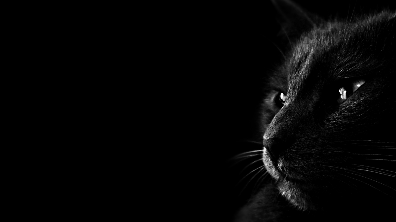 壁纸1280x720黑猫 多分辨率 壁纸21280x720壁纸 黑猫 （多分辨率）壁纸 黑猫 （多分辨率）图片 黑猫 （多分辨率）素材 精选壁纸 精选图库 精选图片素材桌面壁纸