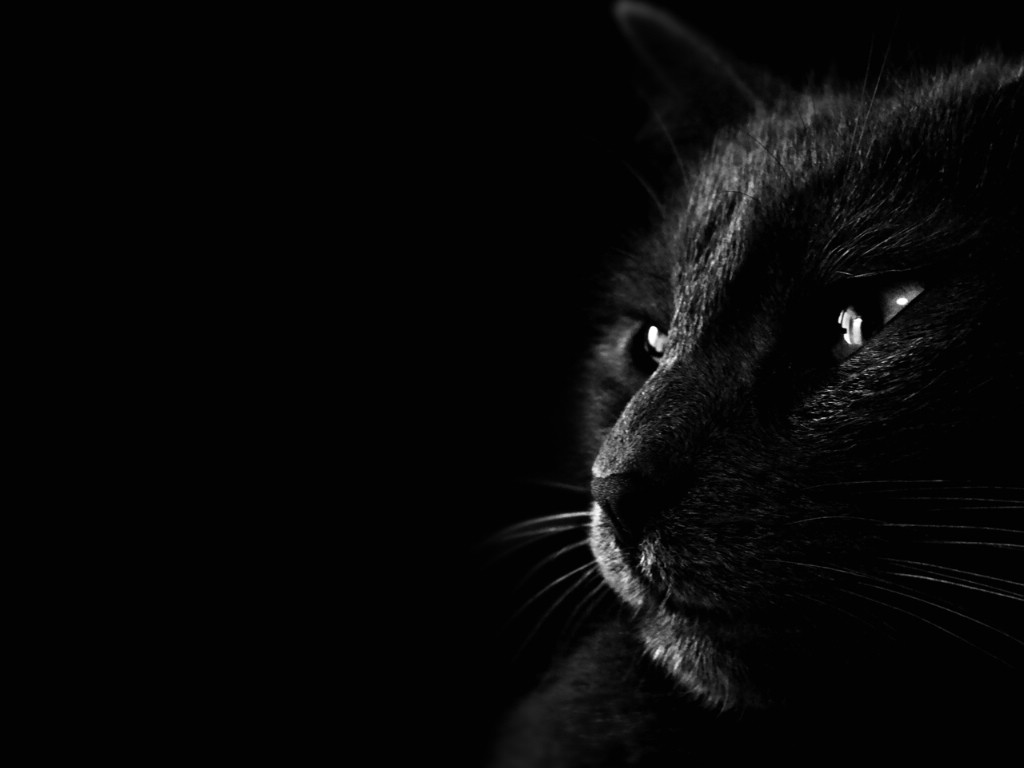壁纸1024x768黑猫 多分辨率 壁纸31280x1024壁纸 黑猫 （多分辨率）壁纸 黑猫 （多分辨率）图片 黑猫 （多分辨率）素材 精选壁纸 精选图库 精选图片素材桌面壁纸