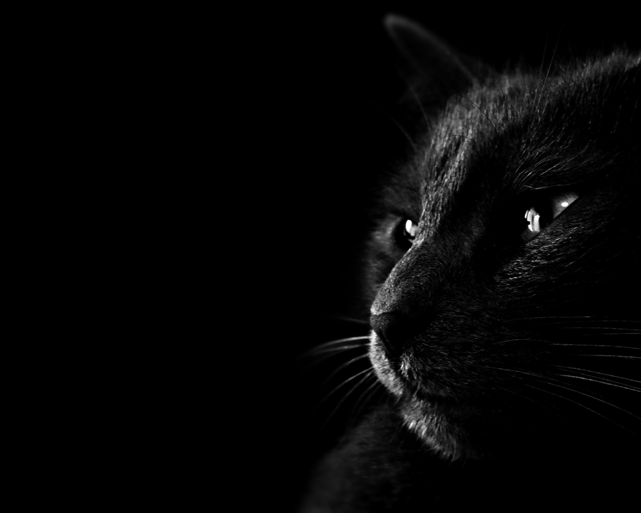 壁纸1280x1024黑猫 多分辨率 壁纸31280x1024壁纸 黑猫 （多分辨率）壁纸 黑猫 （多分辨率）图片 黑猫 （多分辨率）素材 精选壁纸 精选图库 精选图片素材桌面壁纸