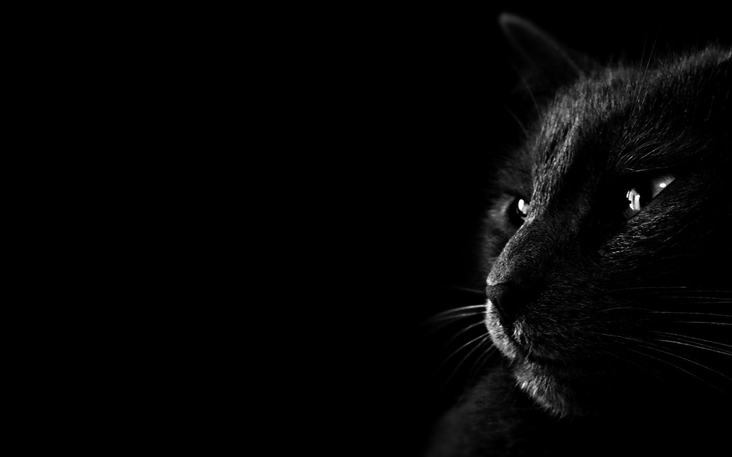 壁纸1440x900黑猫 多分辨率 壁纸41440x900壁纸 黑猫 （多分辨率）壁纸 黑猫 （多分辨率）图片 黑猫 （多分辨率）素材 精选壁纸 精选图库 精选图片素材桌面壁纸