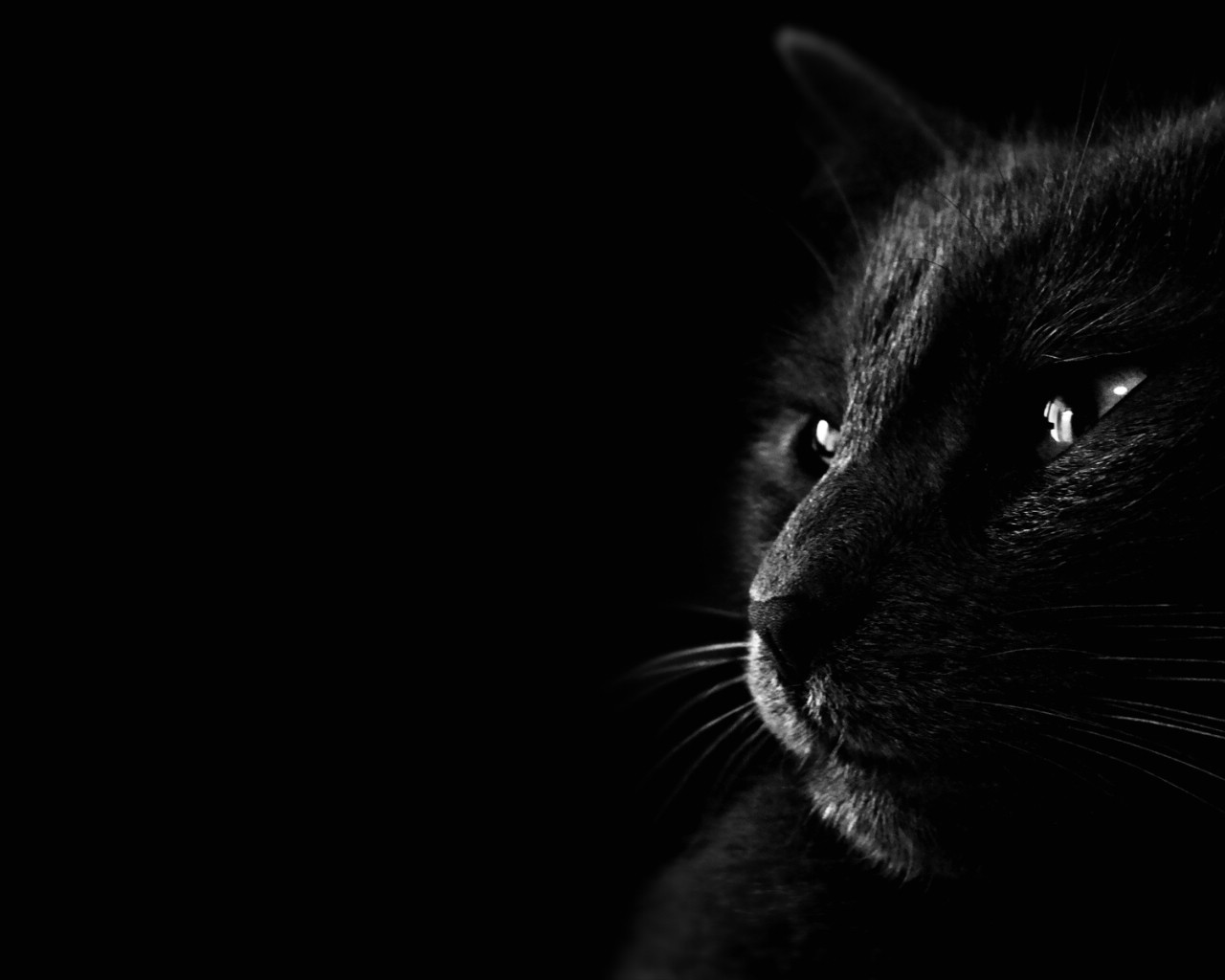 壁纸1280x1024黑猫 多分辨率 壁纸61600x1200壁纸 黑猫 （多分辨率）壁纸 黑猫 （多分辨率）图片 黑猫 （多分辨率）素材 精选壁纸 精选图库 精选图片素材桌面壁纸