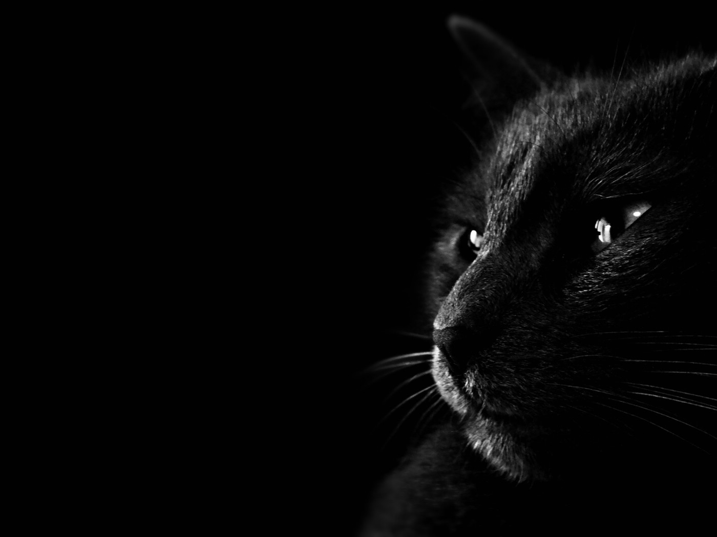 壁纸1400x1050黑猫 多分辨率 壁纸81920x1440壁纸 黑猫 （多分辨率）壁纸 黑猫 （多分辨率）图片 黑猫 （多分辨率）素材 精选壁纸 精选图库 精选图片素材桌面壁纸