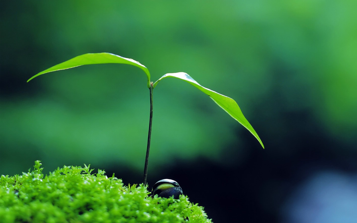 壁纸1440x900新芽嫩叶高清绿色植物壁纸 三 壁纸13壁纸 新芽嫩叶高清绿色植物壁纸 新芽嫩叶高清绿色植物图片 新芽嫩叶高清绿色植物素材 植物壁纸 植物图库 植物图片素材桌面壁纸