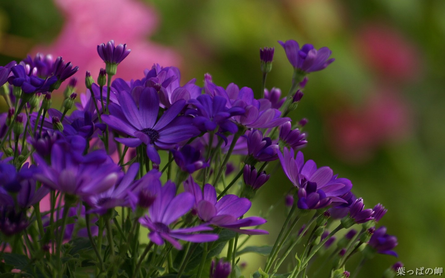 壁纸1440x900高清花卉花朵摄影宽屏壁纸 壁纸11壁纸 高清花卉花朵摄影宽屏壁纸 高清花卉花朵摄影宽屏图片 高清花卉花朵摄影宽屏素材 动物壁纸 动物图库 动物图片素材桌面壁纸