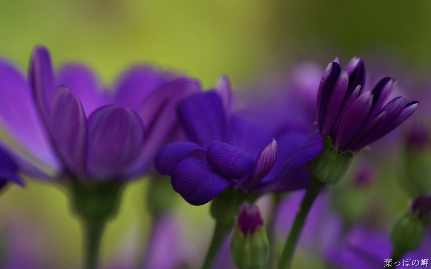 壁纸1440x900高清花卉花朵摄影宽屏壁纸 壁纸12壁纸 高清花卉花朵摄影宽屏壁纸 高清花卉花朵摄影宽屏图片 高清花卉花朵摄影宽屏素材 动物壁纸 动物图库 动物图片素材桌面壁纸