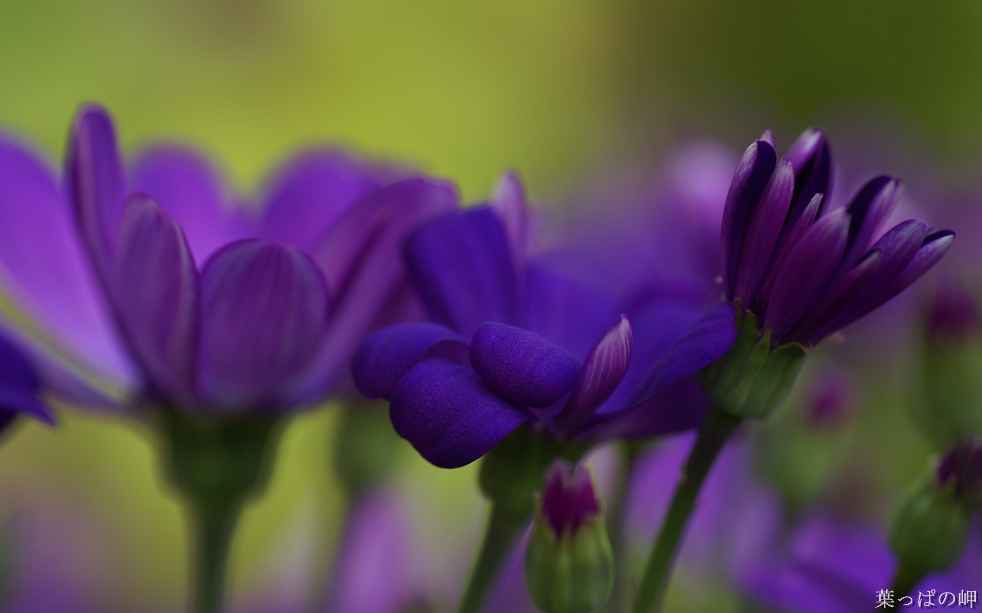 壁纸1920x1200高清花卉花朵摄影宽屏壁纸 壁纸12壁纸 高清花卉花朵摄影宽屏壁纸 高清花卉花朵摄影宽屏图片 高清花卉花朵摄影宽屏素材 动物壁纸 动物图库 动物图片素材桌面壁纸