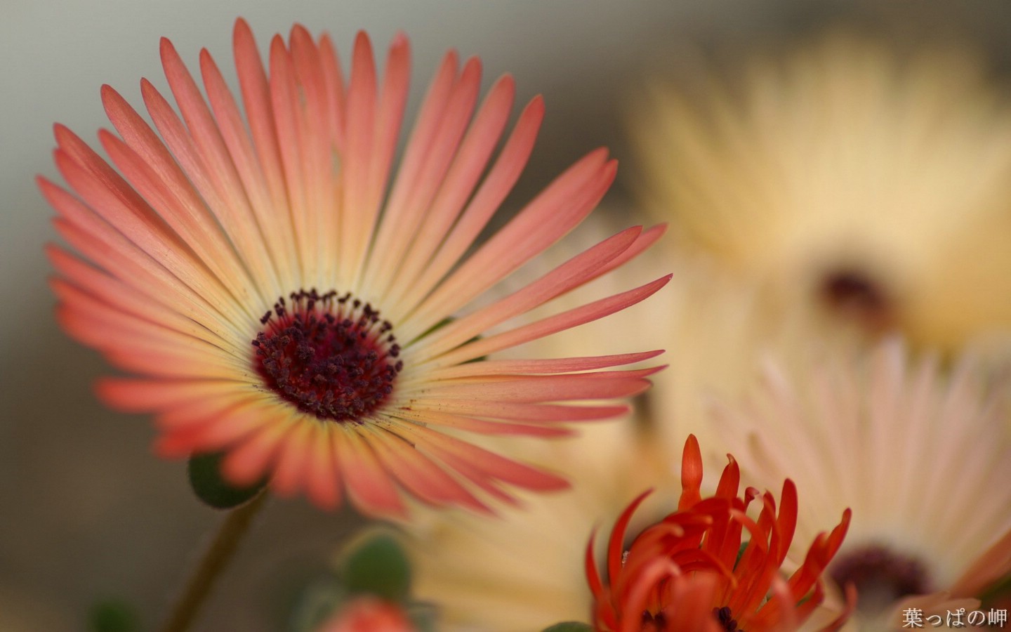 壁纸1440x900高清花卉花朵摄影宽屏壁纸 壁纸30壁纸 高清花卉花朵摄影宽屏壁纸 高清花卉花朵摄影宽屏图片 高清花卉花朵摄影宽屏素材 动物壁纸 动物图库 动物图片素材桌面壁纸