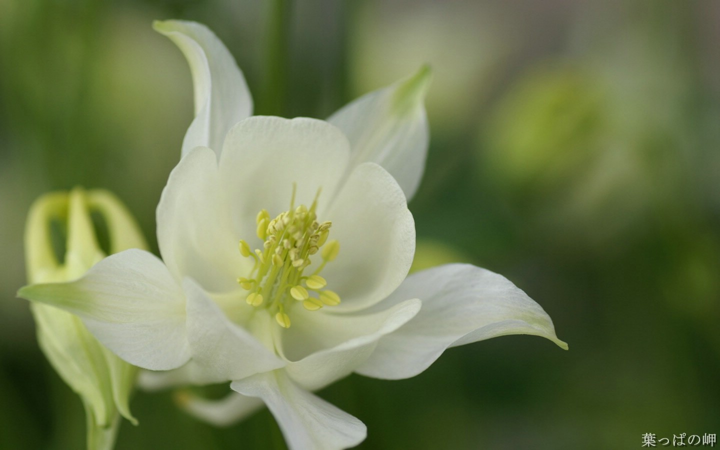 壁纸1440x900高清花卉花朵摄影宽屏壁纸 壁纸33壁纸 高清花卉花朵摄影宽屏壁纸 高清花卉花朵摄影宽屏图片 高清花卉花朵摄影宽屏素材 动物壁纸 动物图库 动物图片素材桌面壁纸