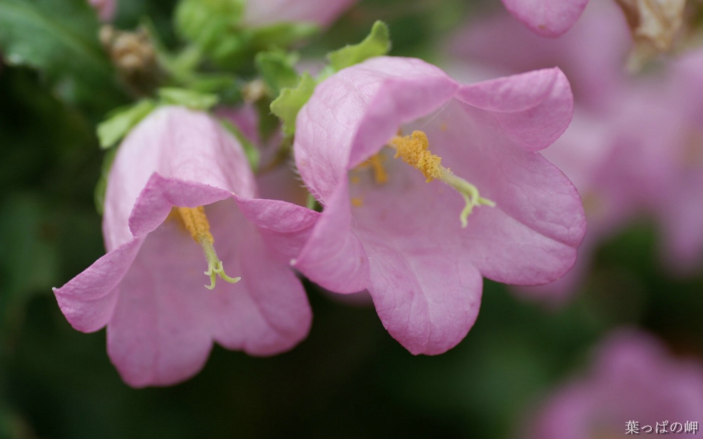 壁纸1440x900高清花卉花朵摄影宽屏壁纸 壁纸42壁纸 高清花卉花朵摄影宽屏壁纸 高清花卉花朵摄影宽屏图片 高清花卉花朵摄影宽屏素材 动物壁纸 动物图库 动物图片素材桌面壁纸