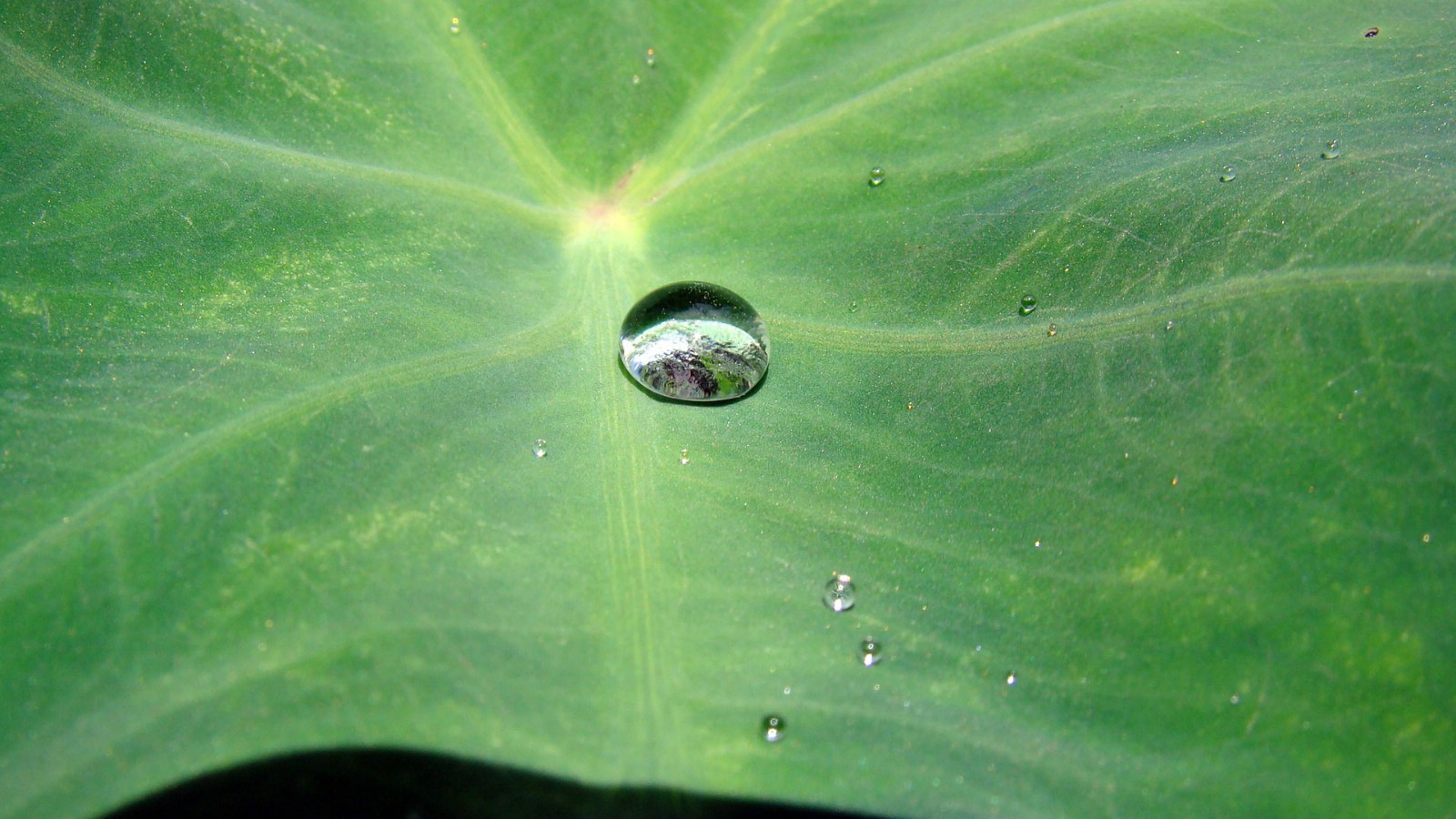 壁纸1600x900高清精美植物微距摄影壁纸 2008 08 28 壁纸13壁纸 高清精美植物微距摄影壁纸 高清精美植物微距摄影图片 高清精美植物微距摄影素材 动物壁纸 动物图库 动物图片素材桌面壁纸