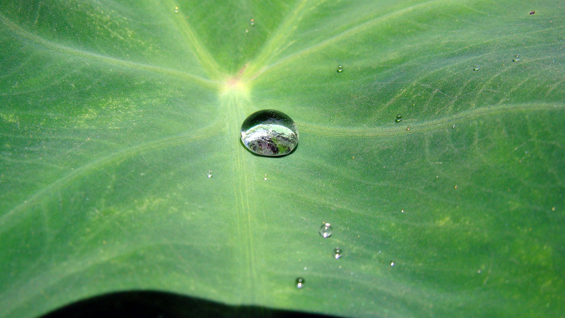 壁纸1920x1080高清精美植物微距摄影壁纸 2008 08 28 壁纸13壁纸 高清精美植物微距摄影壁纸 高清精美植物微距摄影图片 高清精美植物微距摄影素材 动物壁纸 动物图库 动物图片素材桌面壁纸