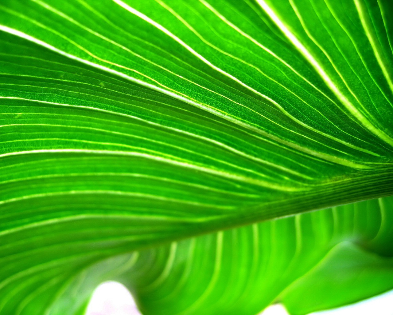 壁纸1280x1024高清晰绿色植物系列 壁纸18壁纸 高清晰绿色植物系列壁纸 高清晰绿色植物系列图片 高清晰绿色植物系列素材 动物壁纸 动物图库 动物图片素材桌面壁纸