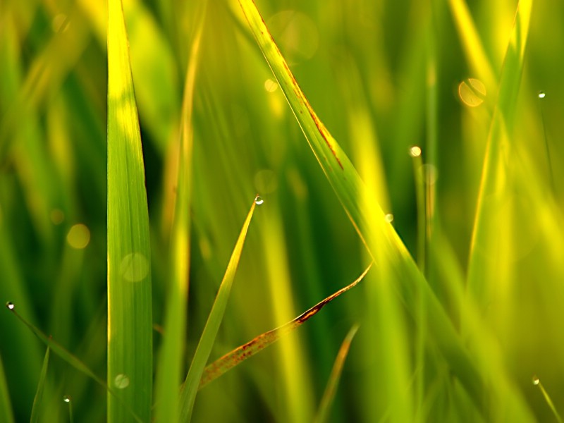 壁纸800x600高清植物风景 壁纸35壁纸 高清植物风景壁纸 高清植物风景图片 高清植物风景素材 动物壁纸 动物图库 动物图片素材桌面壁纸