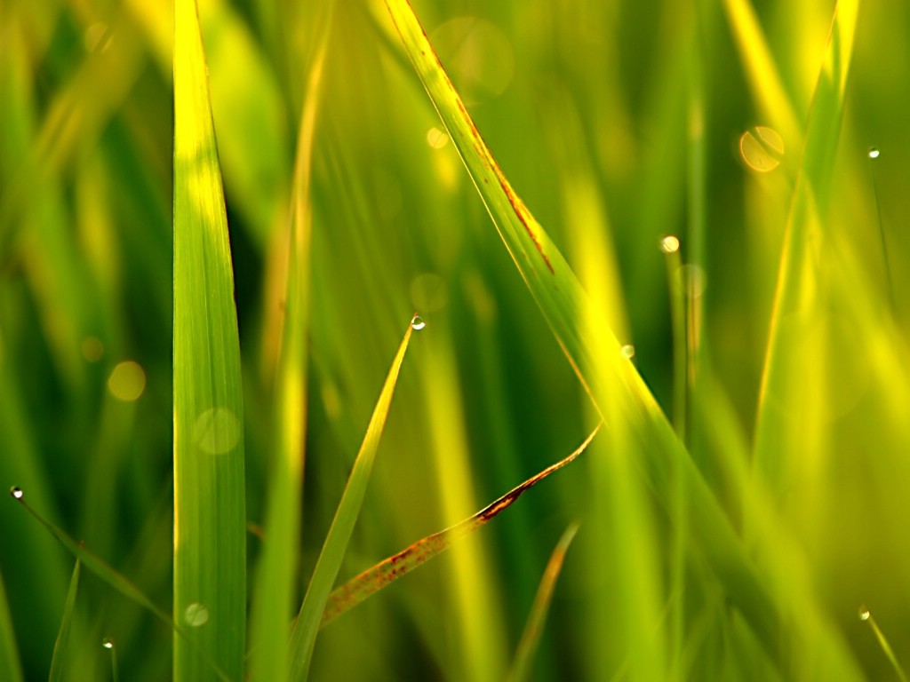 壁纸1024x768高清植物风景 壁纸35壁纸 高清植物风景壁纸 高清植物风景图片 高清植物风景素材 动物壁纸 动物图库 动物图片素材桌面壁纸