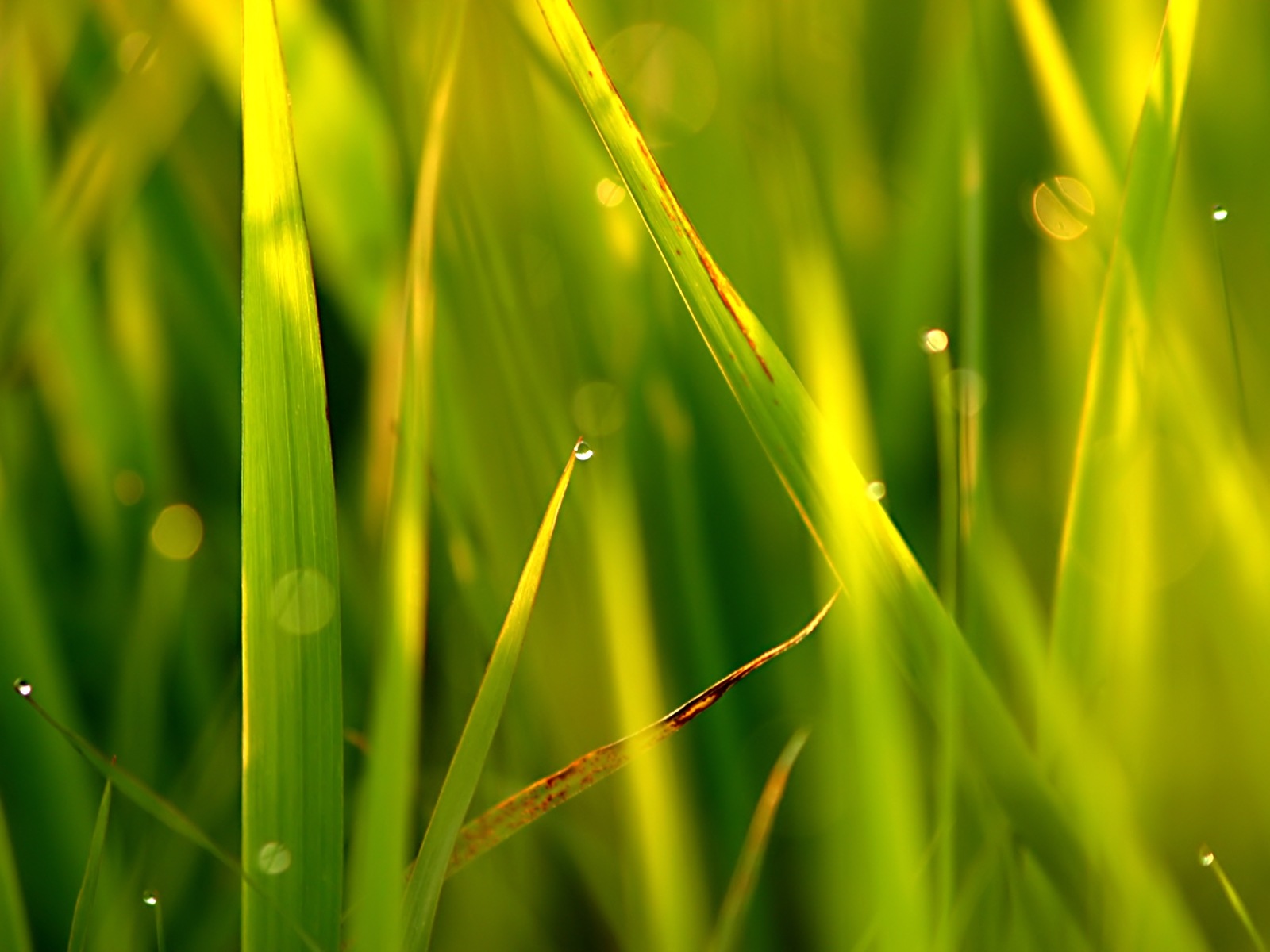 壁纸1600x1200高清植物风景 壁纸35壁纸 高清植物风景壁纸 高清植物风景图片 高清植物风景素材 动物壁纸 动物图库 动物图片素材桌面壁纸