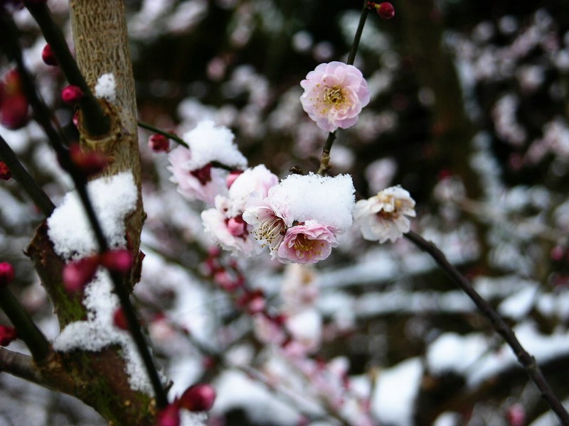 壁纸800x600梅花壁纸 壁纸9壁纸 梅花壁纸壁纸 梅花壁纸图片 梅花壁纸素材 动物壁纸 动物图库 动物图片素材桌面壁纸