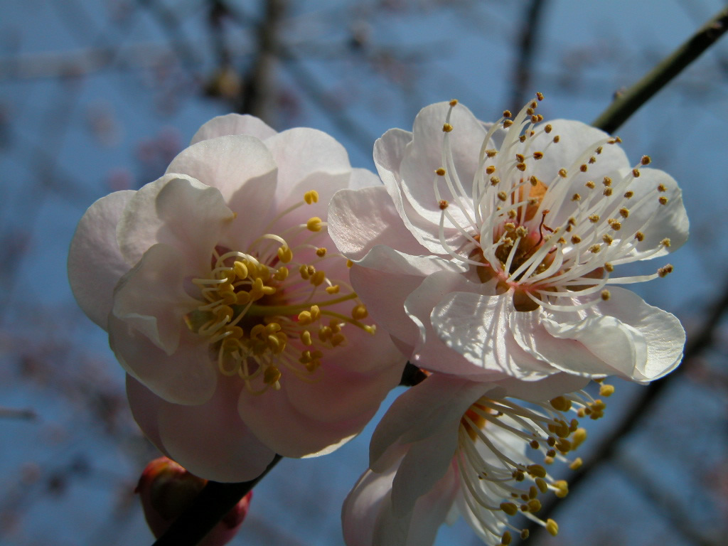 壁纸1024x768梅花壁纸 壁纸15壁纸 梅花壁纸壁纸 梅花壁纸图片 梅花壁纸素材 动物壁纸 动物图库 动物图片素材桌面壁纸