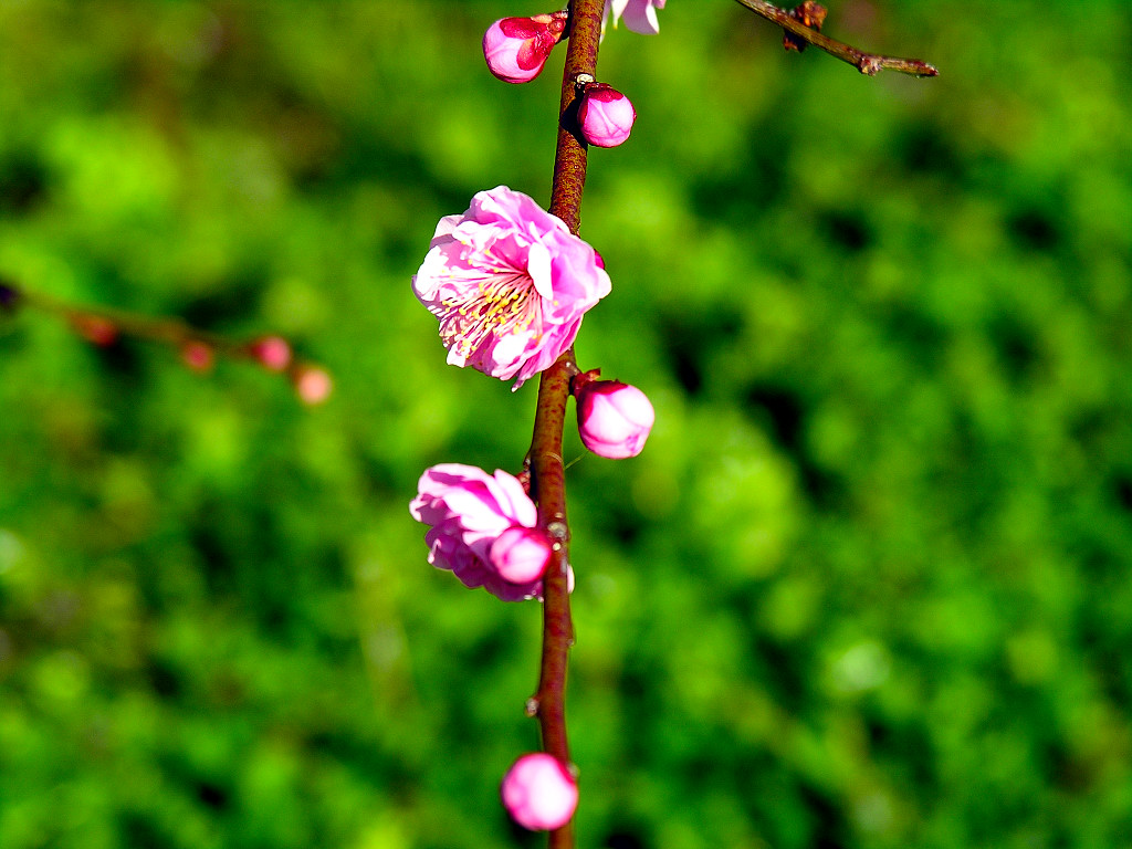 壁纸1024x768梅花壁纸 壁纸19壁纸 梅花壁纸壁纸 梅花壁纸图片 梅花壁纸素材 动物壁纸 动物图库 动物图片素材桌面壁纸