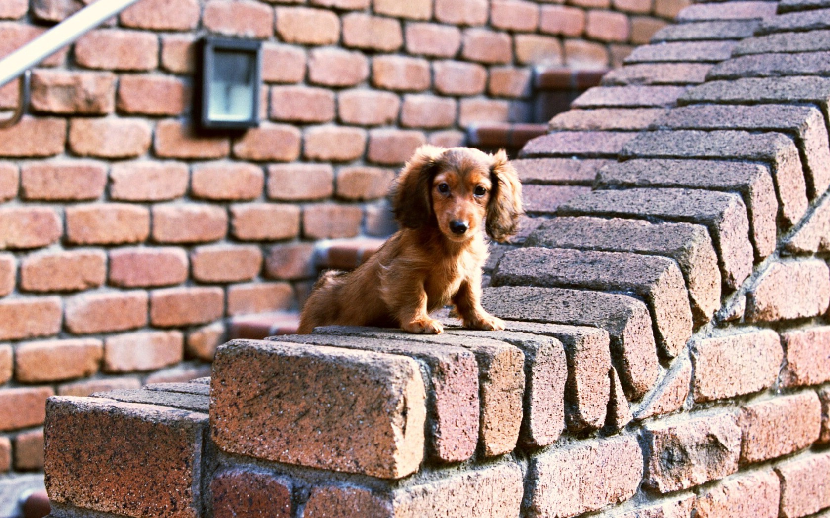 壁纸1680x1050迷你腊肠犬 迷你狗 宽屏壁纸 壁纸15壁纸 迷你腊肠犬（迷你狗）壁纸 迷你腊肠犬（迷你狗）图片 迷你腊肠犬（迷你狗）素材 动物壁纸 动物图库 动物图片素材桌面壁纸