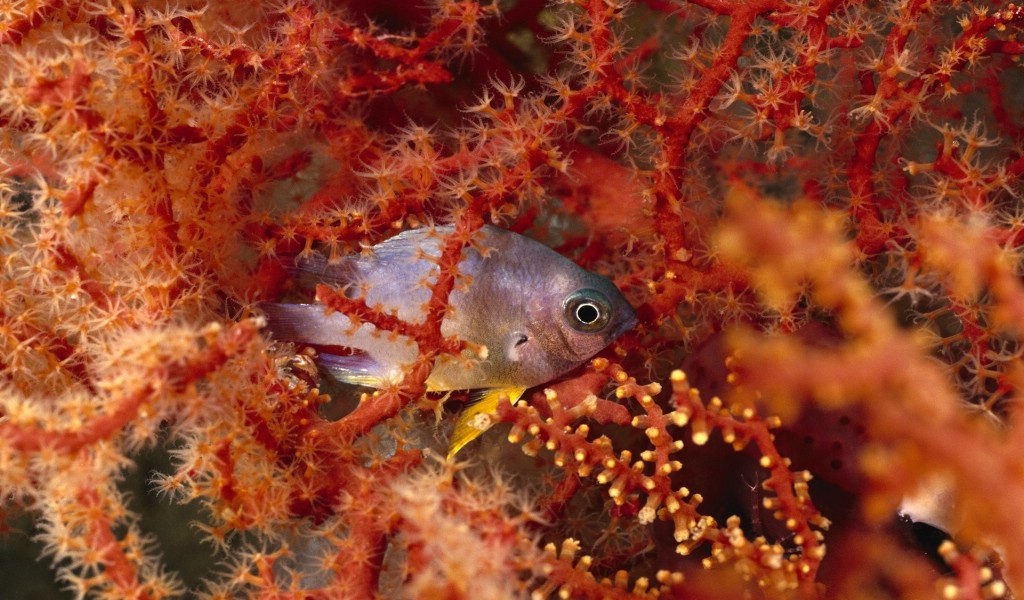 壁纸1024x600热带海洋生物宽屏壁纸 1920x1200 壁纸70壁纸 热带海洋生物宽屏壁纸壁纸 热带海洋生物宽屏壁纸图片 热带海洋生物宽屏壁纸素材 动物壁纸 动物图库 动物图片素材桌面壁纸