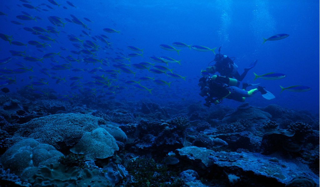 壁纸1024x600热带海洋生物宽屏壁纸 1920x1200 壁纸48壁纸 热带海洋生物宽屏壁纸壁纸 热带海洋生物宽屏壁纸图片 热带海洋生物宽屏壁纸素材 动物壁纸 动物图库 动物图片素材桌面壁纸