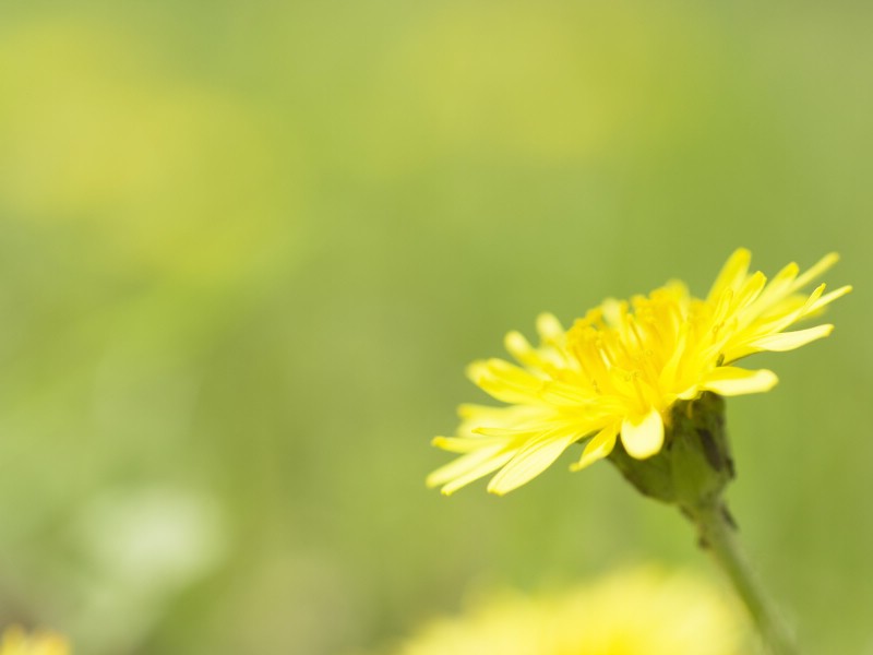 壁纸800x600山花烂漫 2 高清壁纸 1600 1200 壁纸13壁纸 山花烂漫(2) 高清壁纸 山花烂漫(2) 高清图片 山花烂漫(2) 高清素材 动物壁纸 动物图库 动物图片素材桌面壁纸