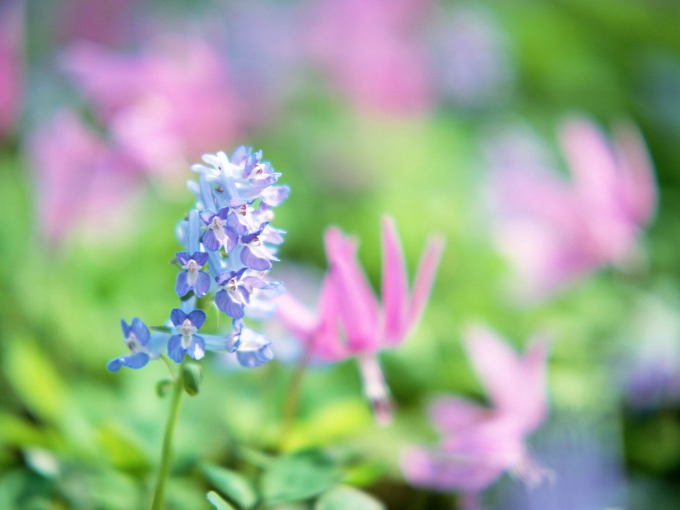 壁纸1400x1050山花烂漫 高清壁纸 1600 1200 壁纸36壁纸 山花烂漫 高清壁纸壁纸 山花烂漫 高清壁纸图片 山花烂漫 高清壁纸素材 动物壁纸 动物图库 动物图片素材桌面壁纸