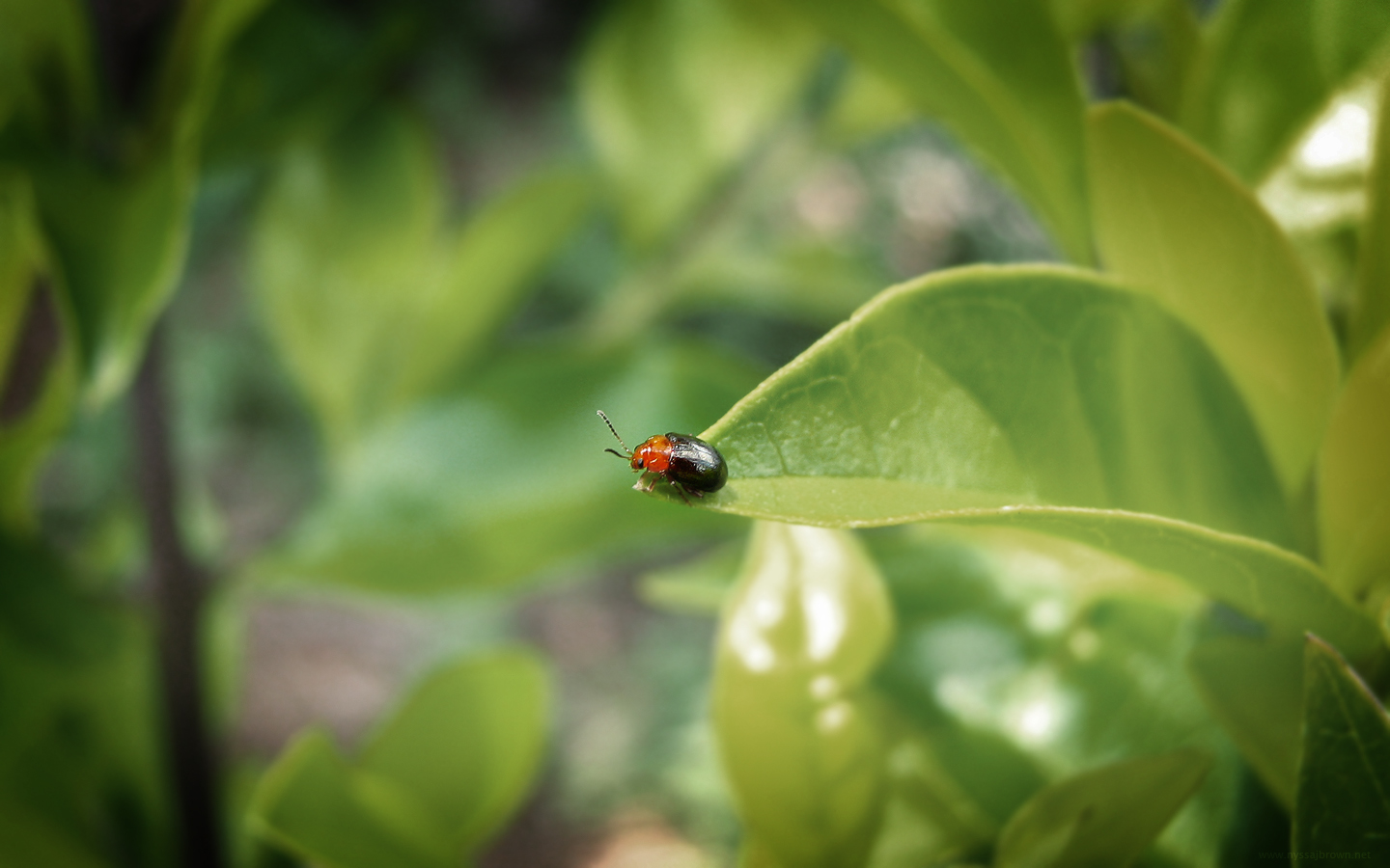 壁纸1440x900微距植物宽屏壁纸 1440x900 壁纸9壁纸 微距植物宽屏壁纸 1壁纸 微距植物宽屏壁纸 1图片 微距植物宽屏壁纸 1素材 动物壁纸 动物图库 动物图片素材桌面壁纸