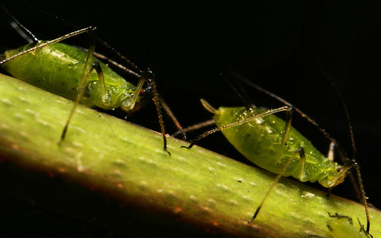 壁纸1280x800微距植物摄影高清壁纸 壁纸15壁纸 微距植物摄影高清壁纸壁纸 微距植物摄影高清壁纸图片 微距植物摄影高清壁纸素材 动物壁纸 动物图库 动物图片素材桌面壁纸