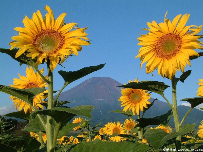 壁纸800x600富士山 四季风景壁纸 壁纸9壁纸 富士山 四季风景壁纸壁纸 富士山 四季风景壁纸图片 富士山 四季风景壁纸素材 风景壁纸 风景图库 风景图片素材桌面壁纸