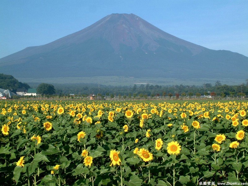 壁纸800x600富士山 四季风景壁纸 壁纸10壁纸 富士山 四季风景壁纸壁纸 富士山 四季风景壁纸图片 富士山 四季风景壁纸素材 风景壁纸 风景图库 风景图片素材桌面壁纸