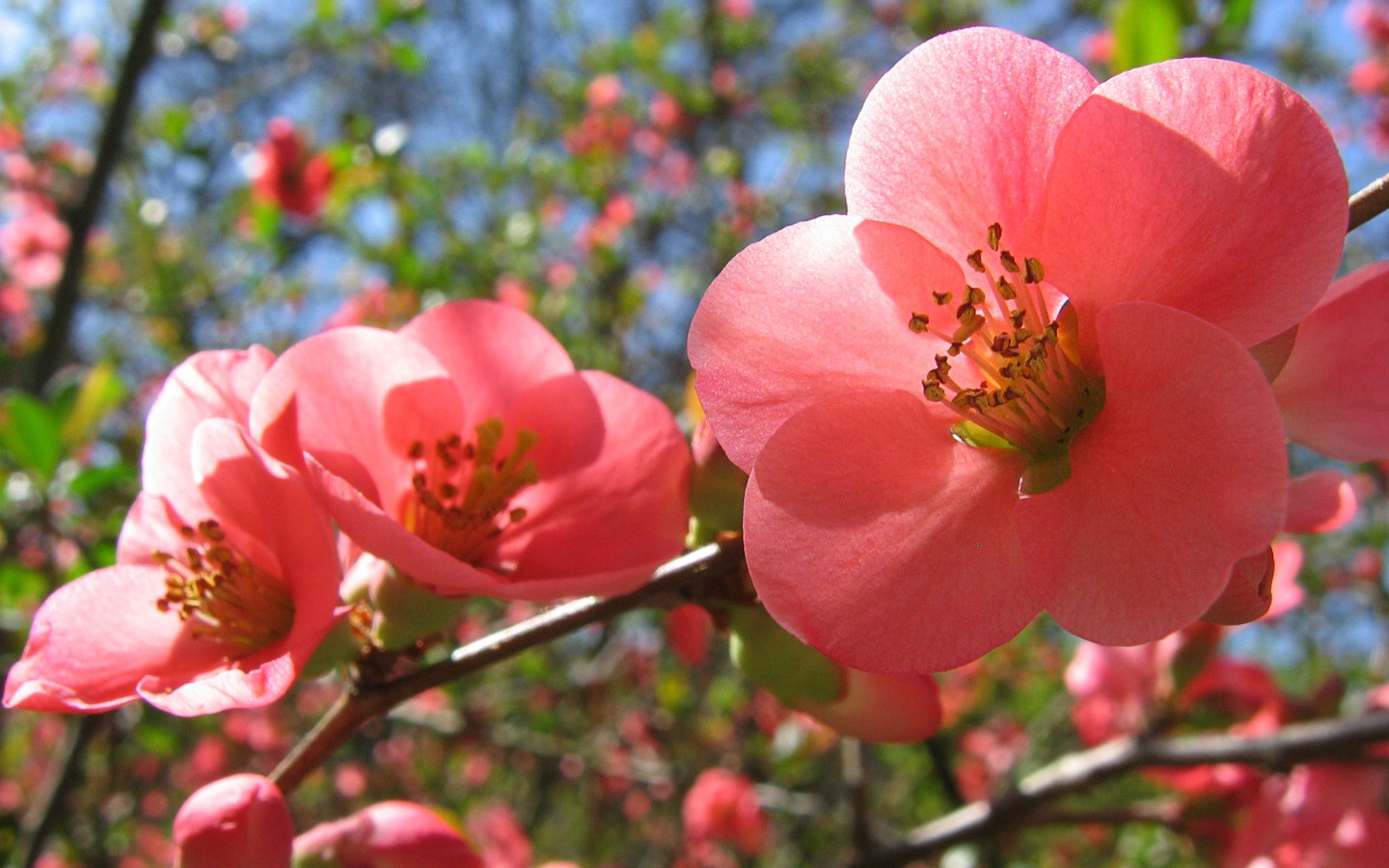 壁纸1440x900捷克之春 Czech Spring 宽屏风光壁纸 壁纸2壁纸 捷克之春 Czech壁纸 捷克之春 Czech图片 捷克之春 Czech素材 风景壁纸 风景图库 风景图片素材桌面壁纸