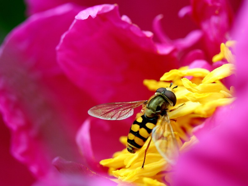 壁纸800x600蜜蜂 微距摄影壁纸 壁纸61400x1050壁纸 蜜蜂 微距摄影壁纸壁纸 蜜蜂 微距摄影壁纸图片 蜜蜂 微距摄影壁纸素材 精选壁纸 精选图库 精选图片素材桌面壁纸