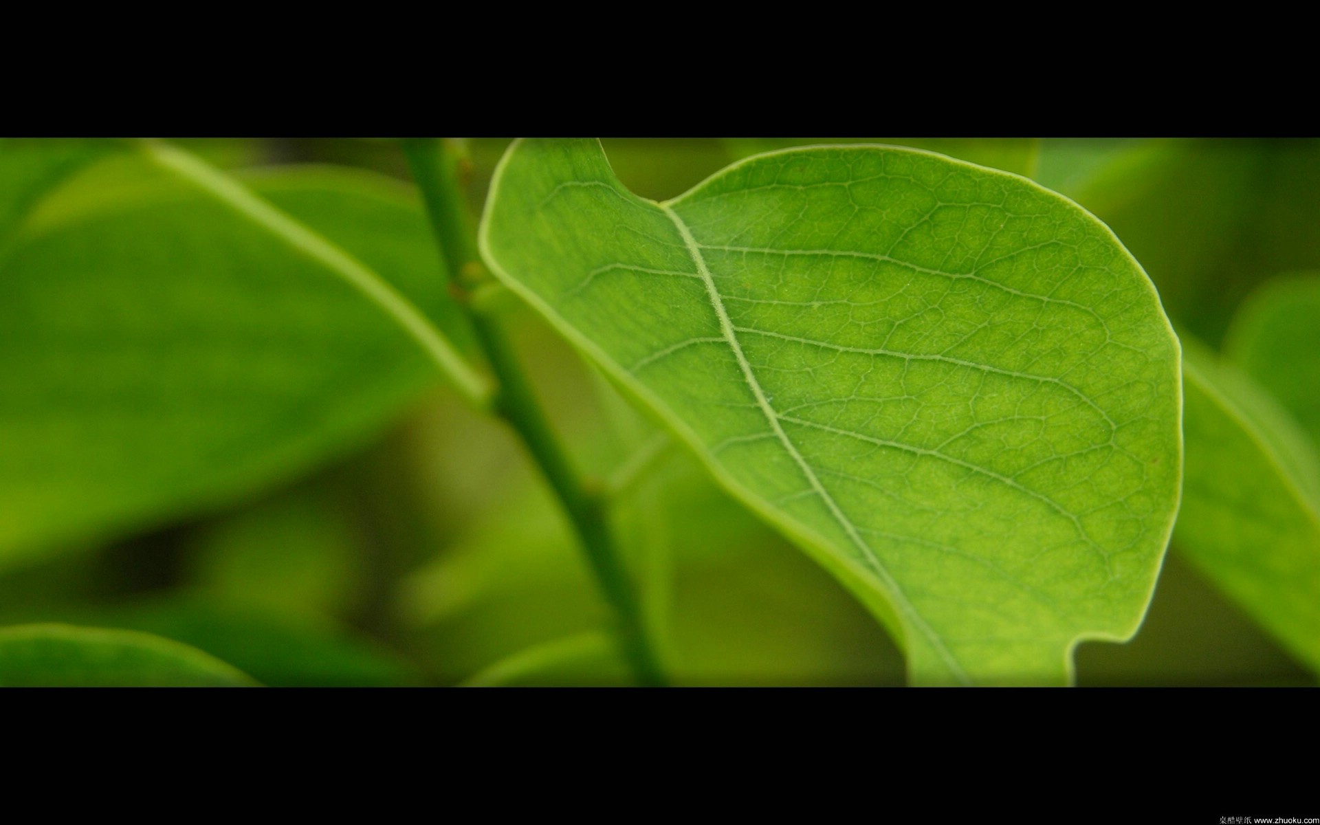 壁纸1920x1200高清植物宽屏 2560 1600 壁纸1壁纸 高清植物宽屏  25壁纸 高清植物宽屏  25图片 高清植物宽屏  25素材 系统壁纸 系统图库 系统图片素材桌面壁纸