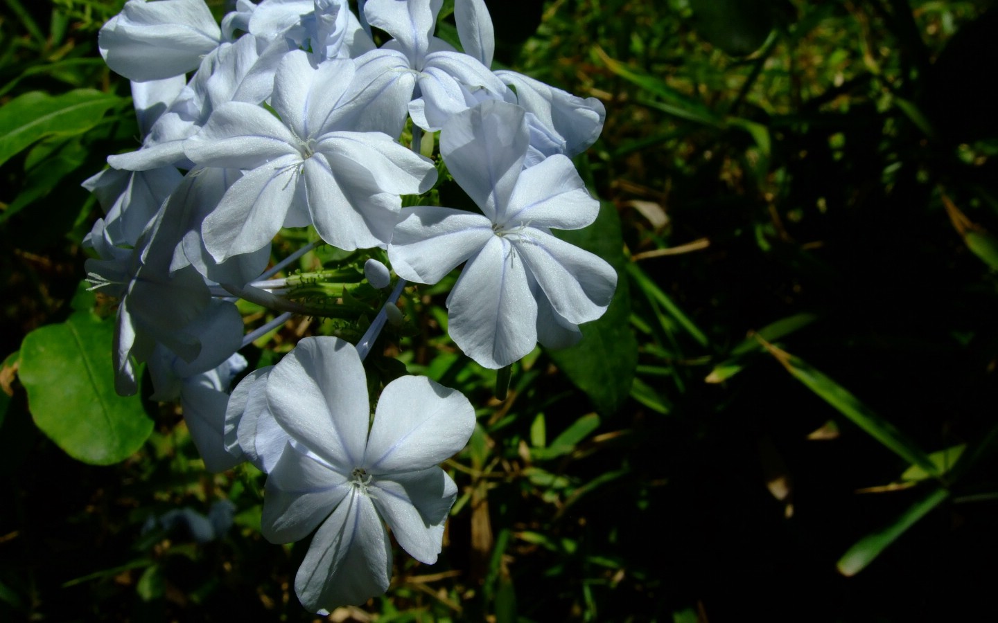 壁纸1440x900精美风景 植物宽屏壁纸 2008 11 30 壁纸21壁纸 精美风景/植物宽屏壁壁纸 精美风景/植物宽屏壁图片 精美风景/植物宽屏壁素材 系统壁纸 系统图库 系统图片素材桌面壁纸