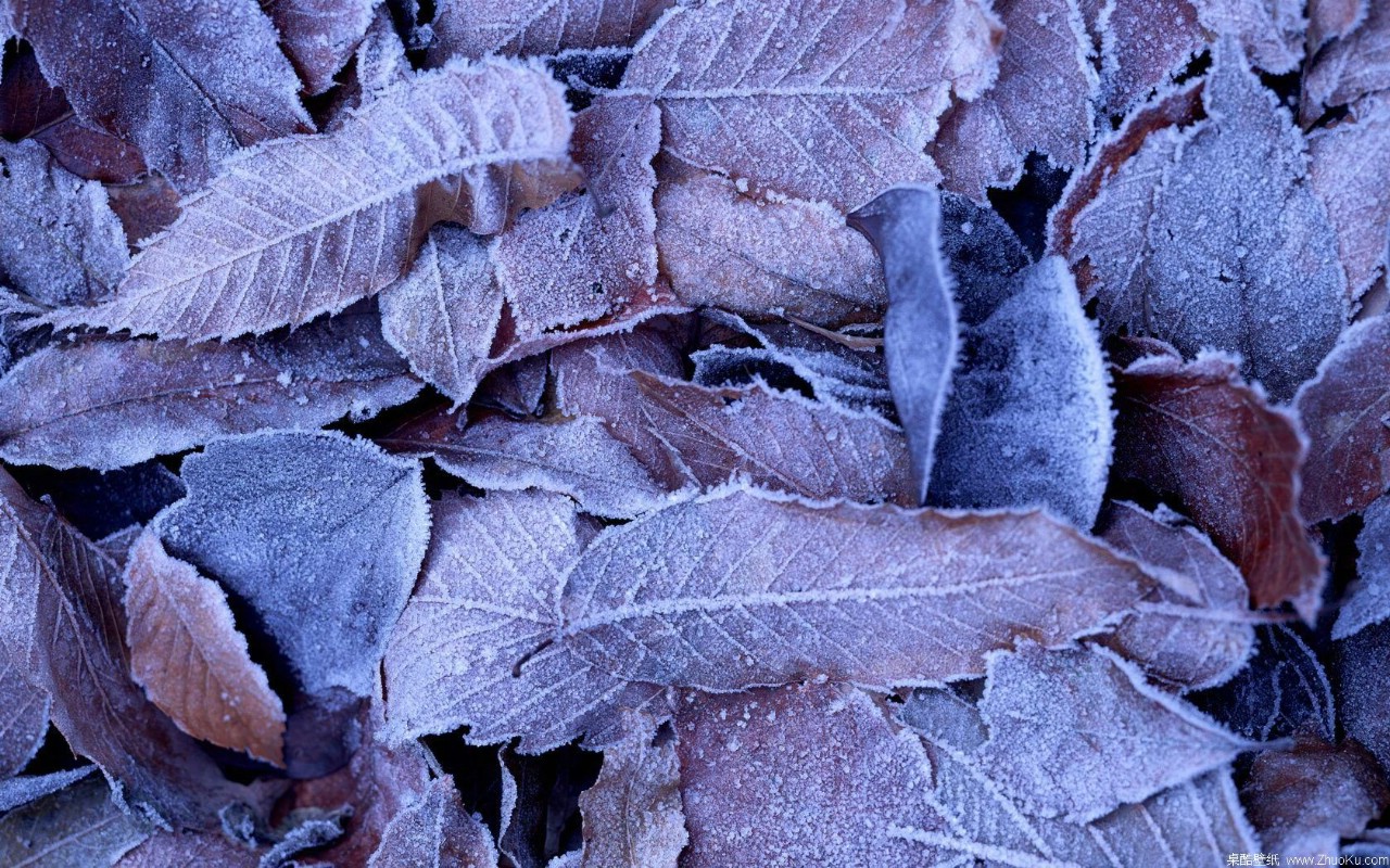 壁纸1280x800宽屏叶脉写真 1680 1050 壁纸12壁纸 宽屏叶脉写真  16壁纸 宽屏叶脉写真  16图片 宽屏叶脉写真  16素材 系统壁纸 系统图库 系统图片素材桌面壁纸