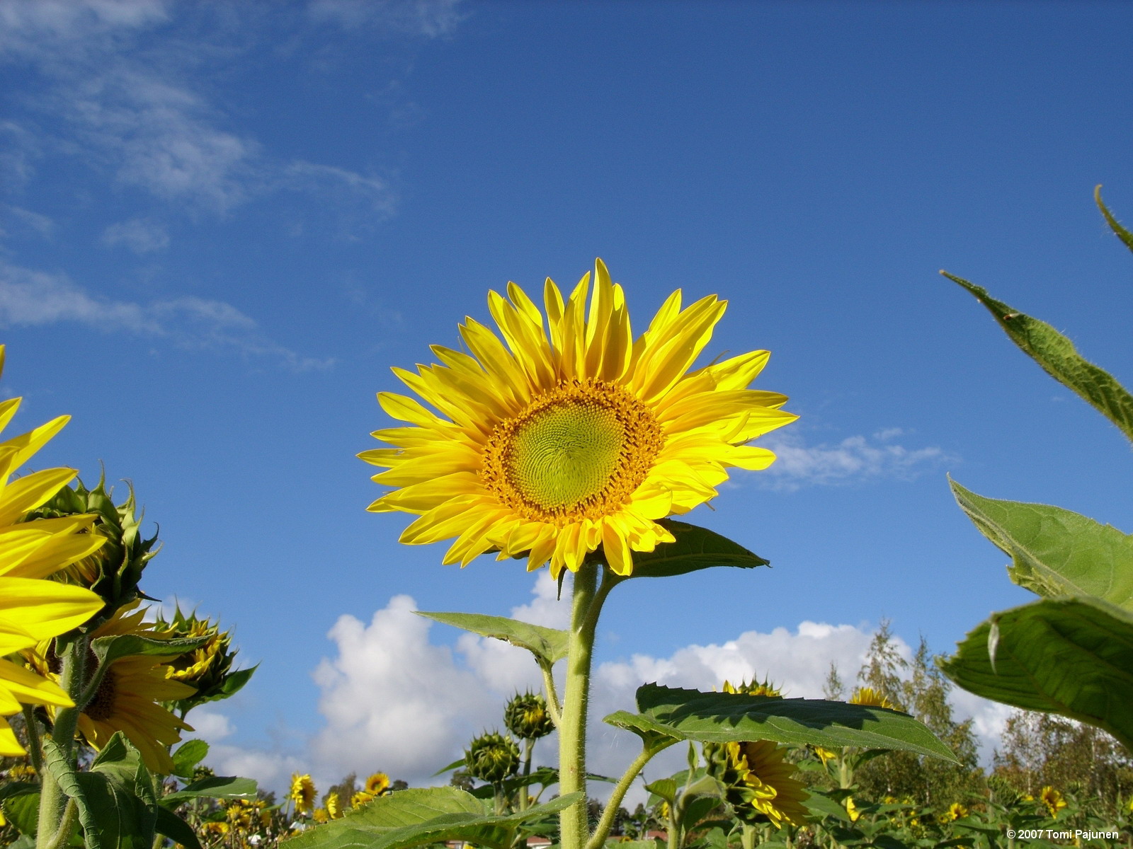 壁纸1600x1200精选热门植物花朵高清壁纸 2009 04 10 壁纸37壁纸 精选热门植物花朵高清壁纸 精选热门植物花朵高清图片 精选热门植物花朵高清素材 植物壁纸 植物图库 植物图片素材桌面壁纸