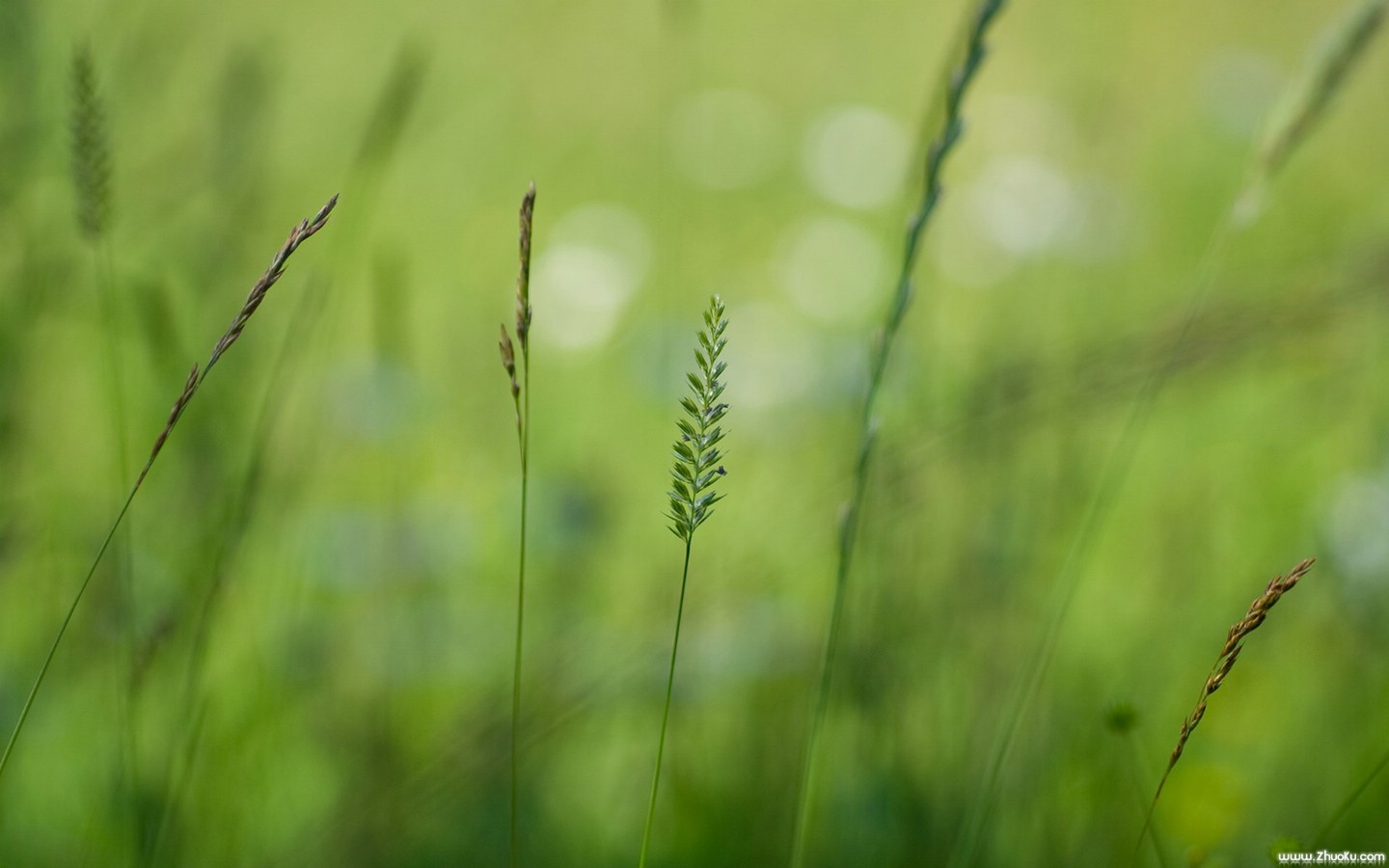 壁纸1440x900宽屏植物单反壁纸 1920x1200 2009 04 16 壁纸34壁纸 宽屏植物单反壁纸 1壁纸 宽屏植物单反壁纸 1图片 宽屏植物单反壁纸 1素材 植物壁纸 植物图库 植物图片素材桌面壁纸