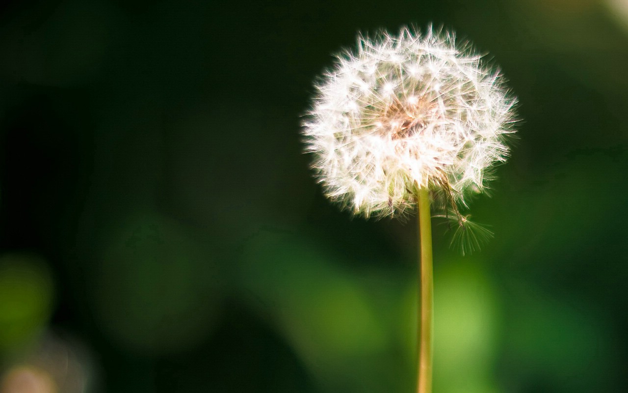 壁纸1280x800清新绿色植物壁纸 壁纸78壁纸 清新绿色植物壁纸壁纸 清新绿色植物壁纸图片 清新绿色植物壁纸素材 植物壁纸 植物图库 植物图片素材桌面壁纸