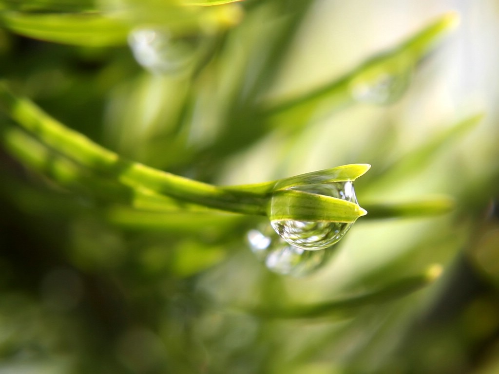 壁纸1024x768清新绿色植物壁纸 壁纸62壁纸 清新绿色植物壁纸壁纸 清新绿色植物壁纸图片 清新绿色植物壁纸素材 植物壁纸 植物图库 植物图片素材桌面壁纸