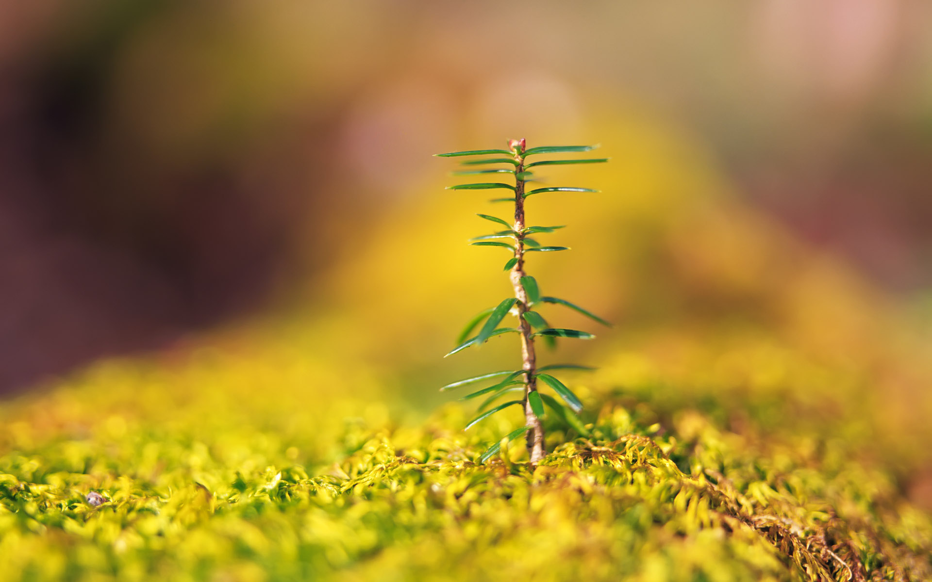 壁纸1920x1200新芽嫩叶高清绿色植物壁纸 三 壁纸27壁纸 新芽嫩叶高清绿色植物壁纸 新芽嫩叶高清绿色植物图片 新芽嫩叶高清绿色植物素材 植物壁纸 植物图库 植物图片素材桌面壁纸